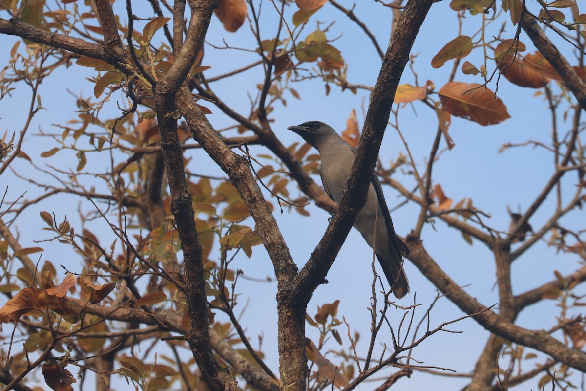 Large Cuckooshrike (Large) - ML546341841