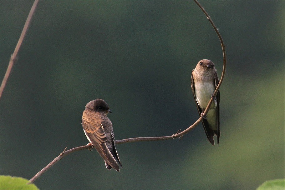 Gray-throated Martin - ML54634421