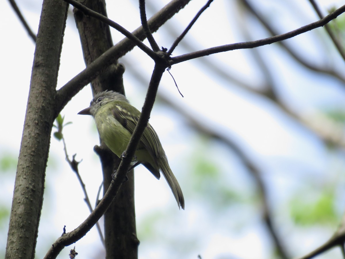 Yellow-olive Flatbill (asemus) - ML546344301