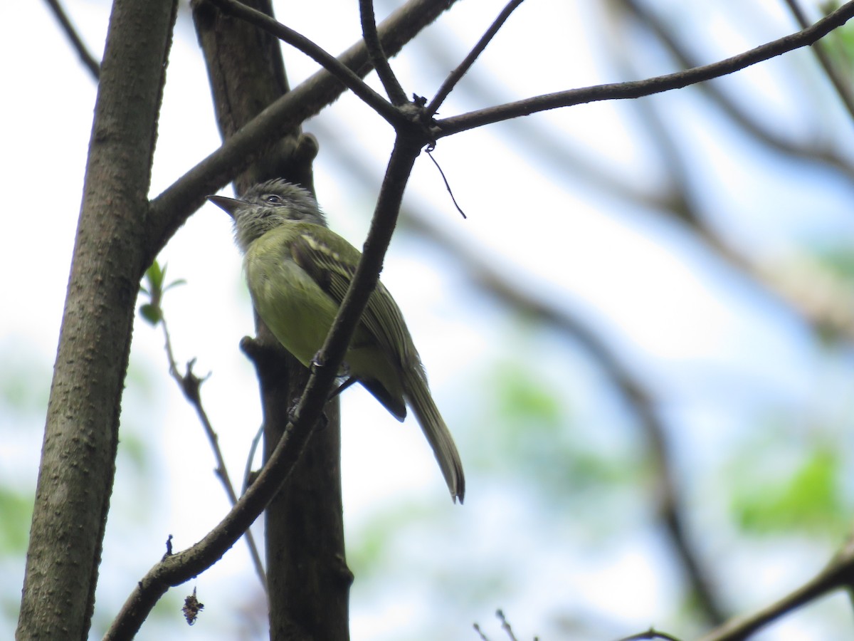 Yellow-olive Flatbill (asemus) - ML546344311