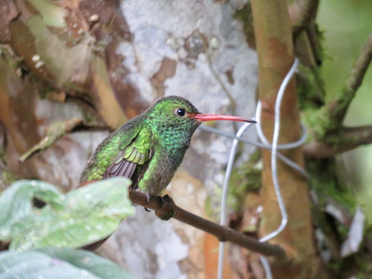 Rufous-tailed Hummingbird - Richard Fleming