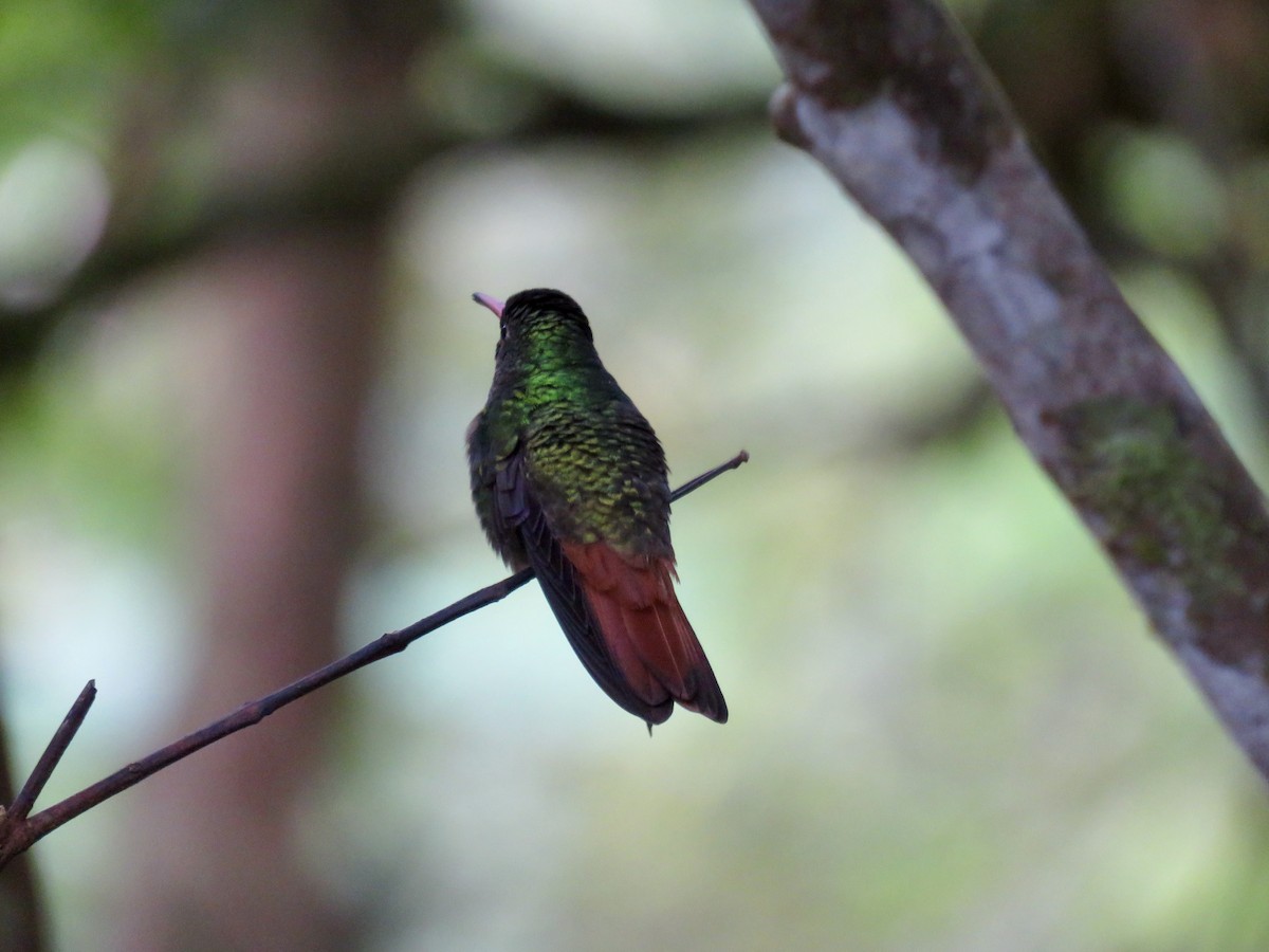 Rufous-tailed Hummingbird - Richard Fleming