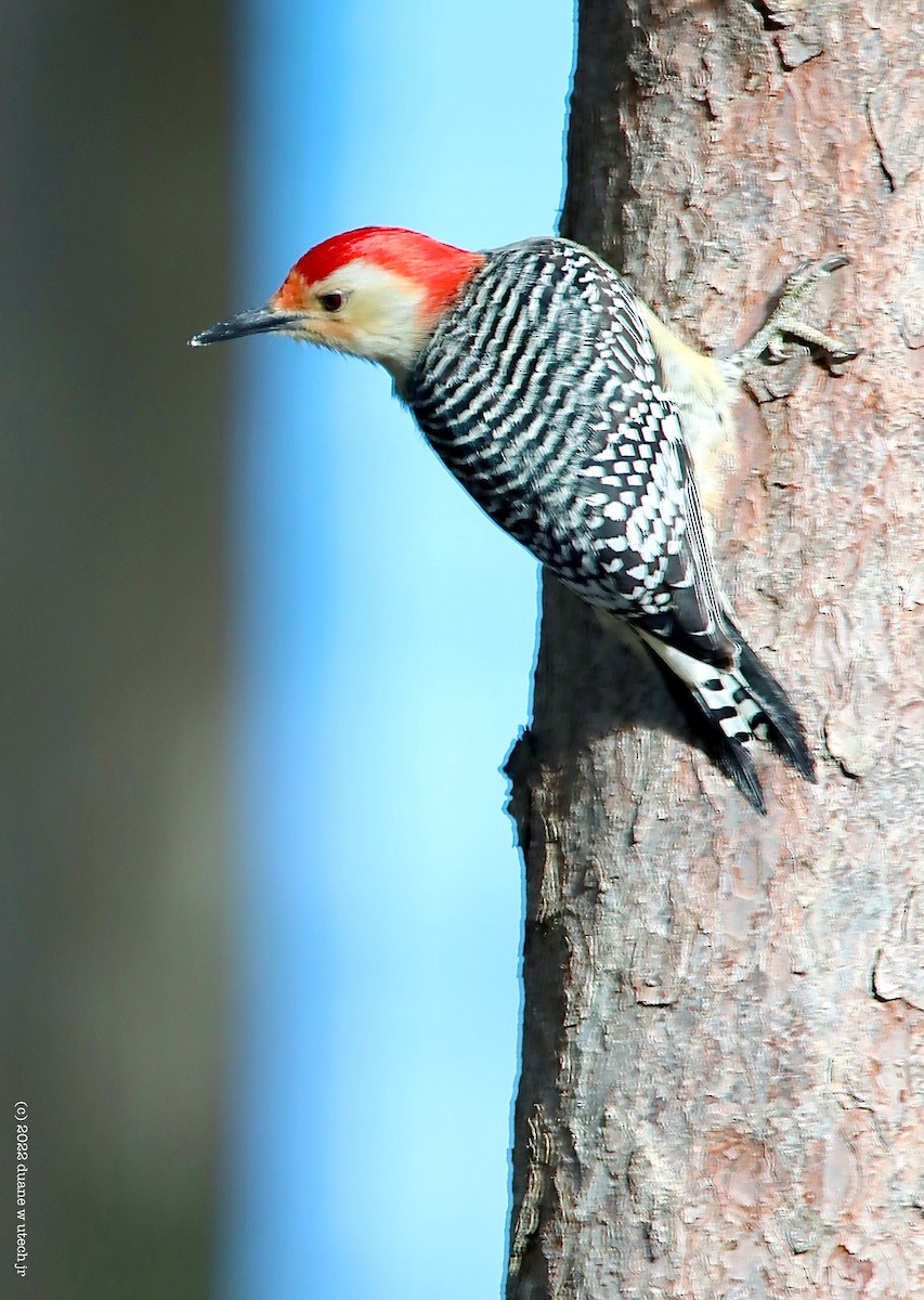 Red-bellied Woodpecker - ML546347271