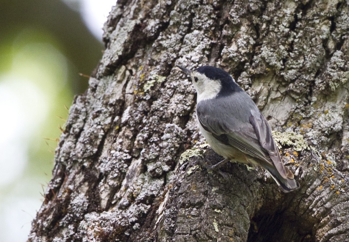 White-breasted Nuthatch (Pacific) - ML54634811