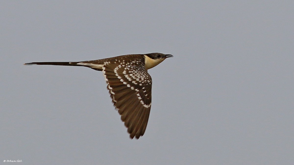 Great Spotted Cuckoo - Orhan Gül