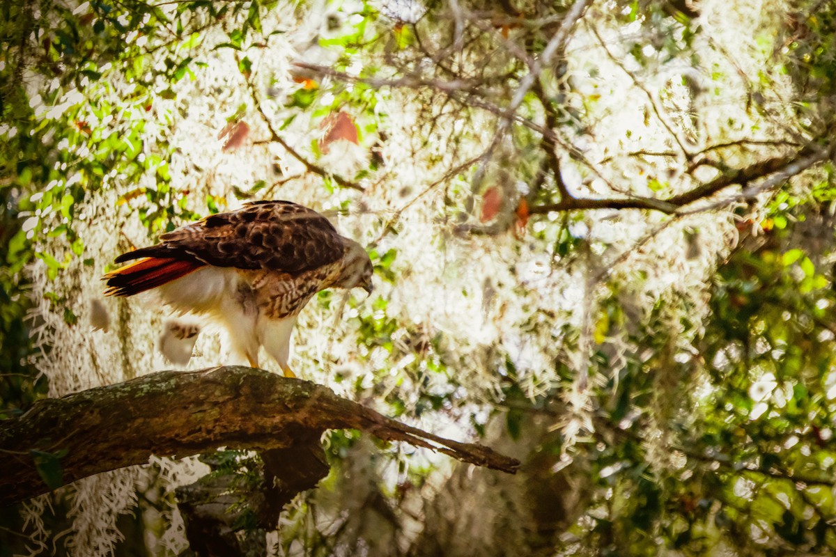 Red-tailed Hawk - ML546348701