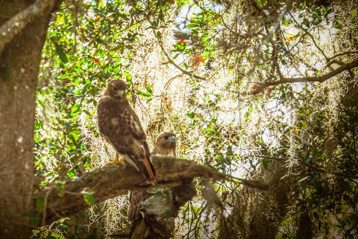 Red-tailed Hawk - ML546348711