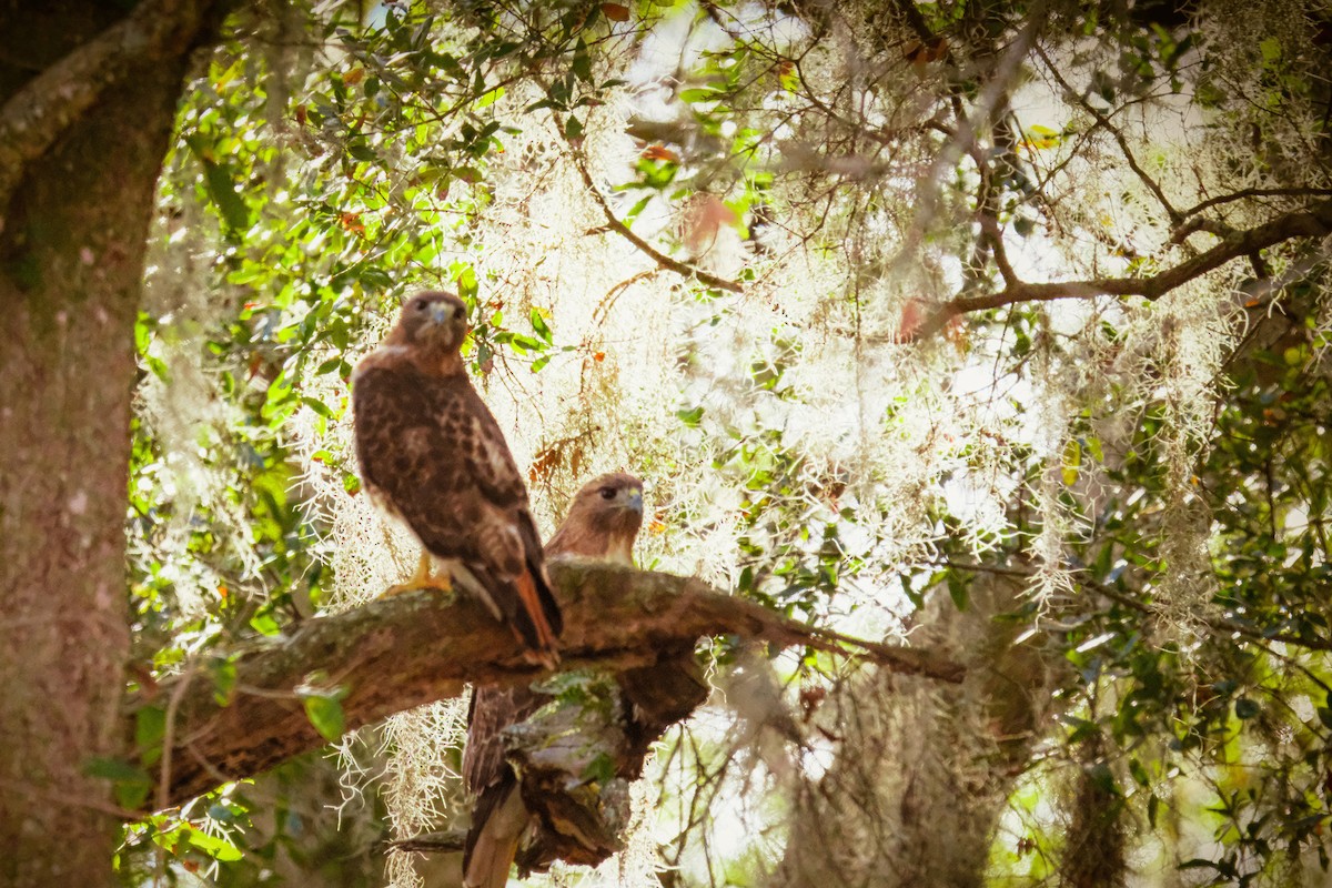 Red-tailed Hawk - ML546348721
