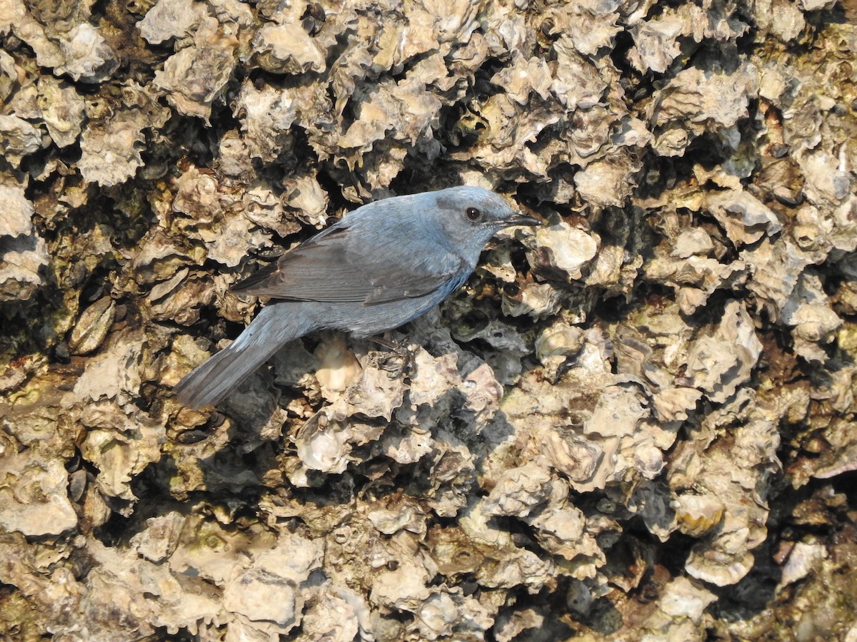 skalník modrý (ssp. pandoo) - ML546349131