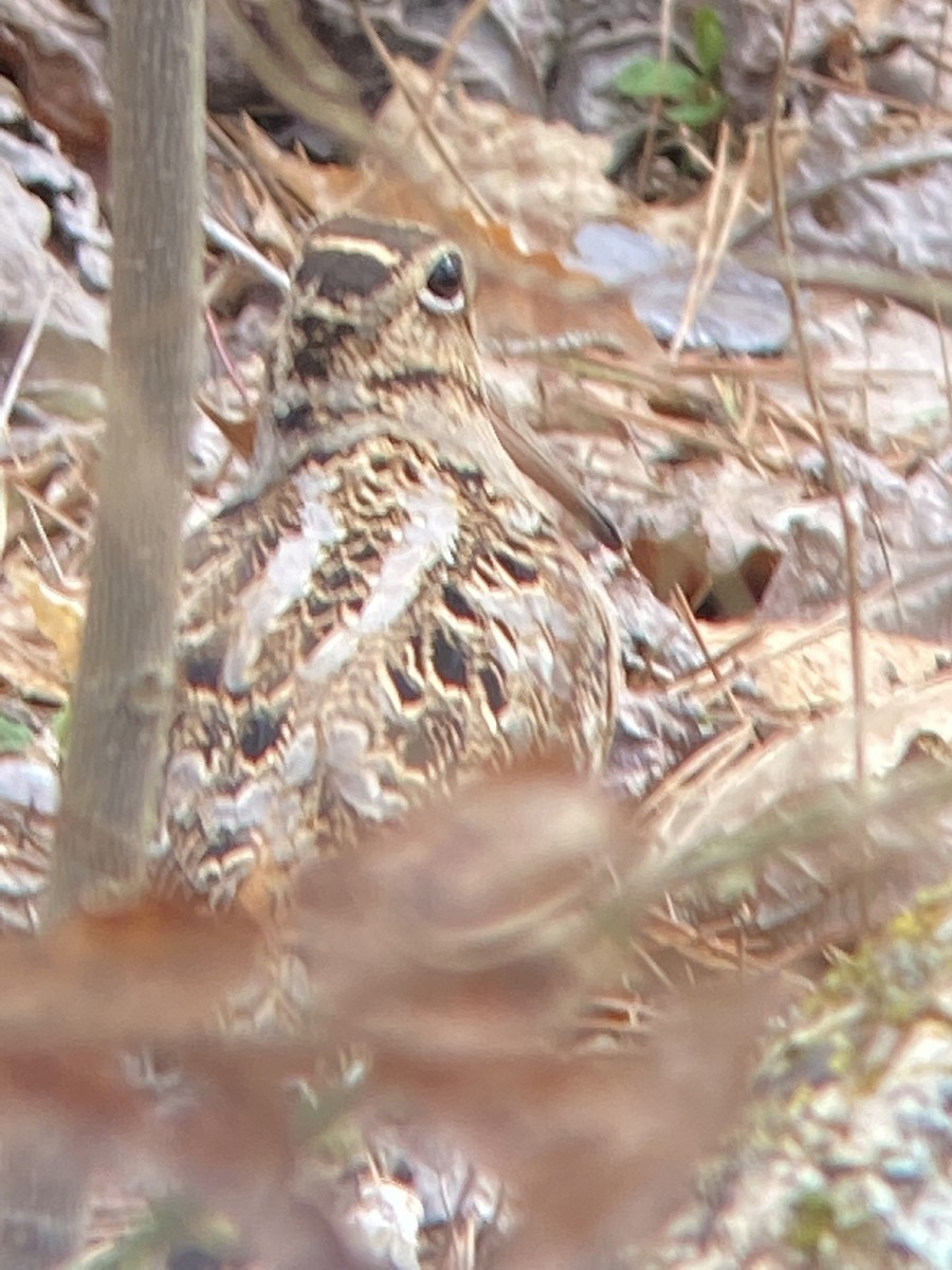 American Woodcock - ML546350351