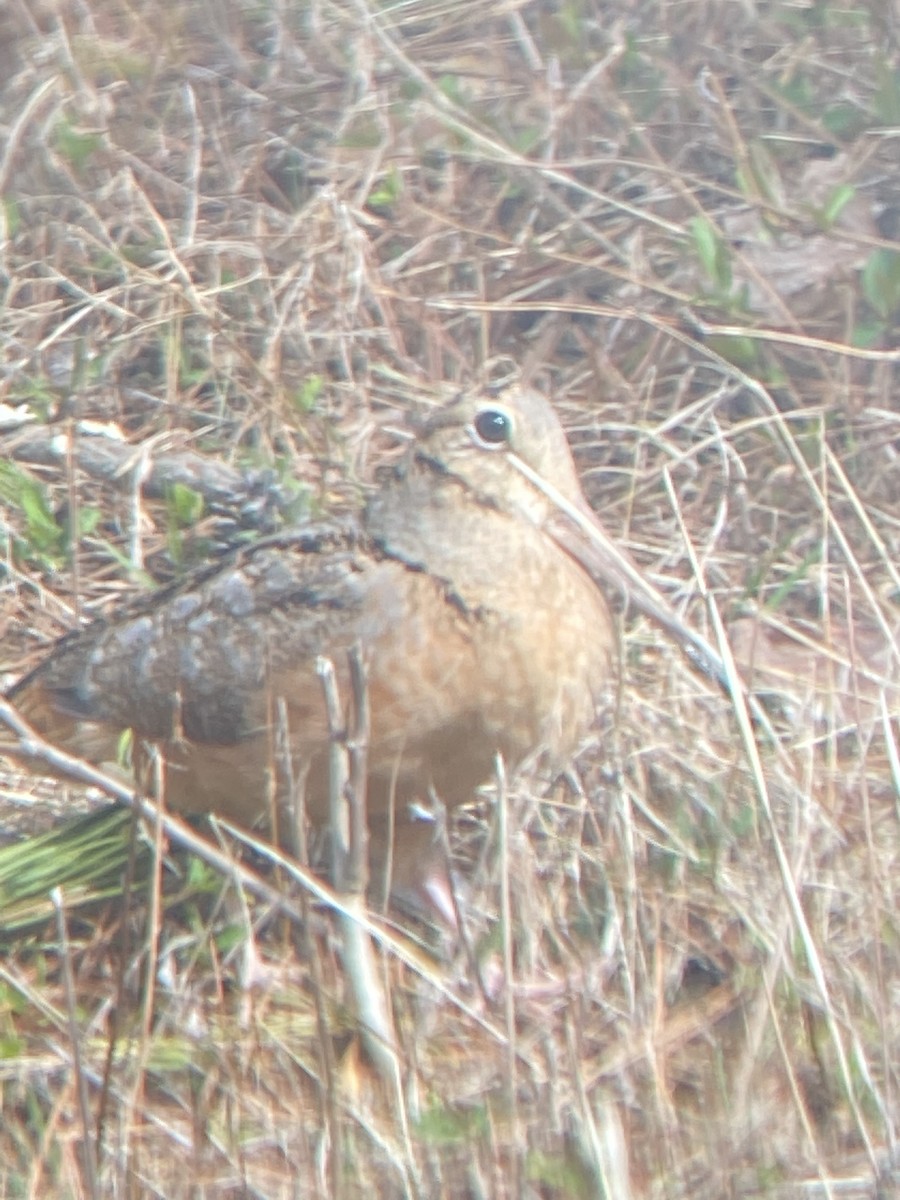 American Woodcock - ML546350361