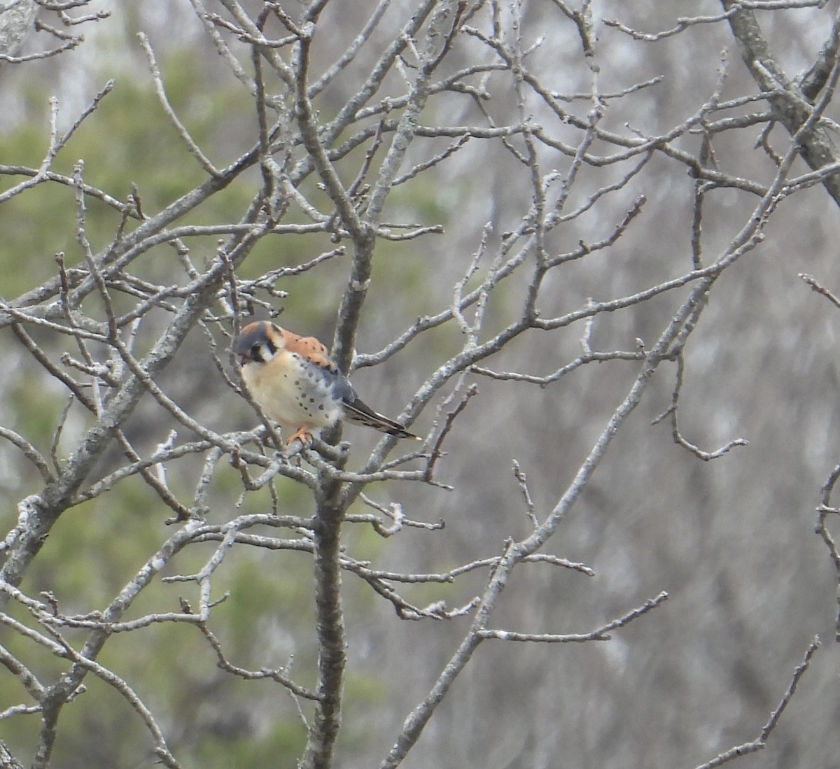 American Kestrel - ML546351451