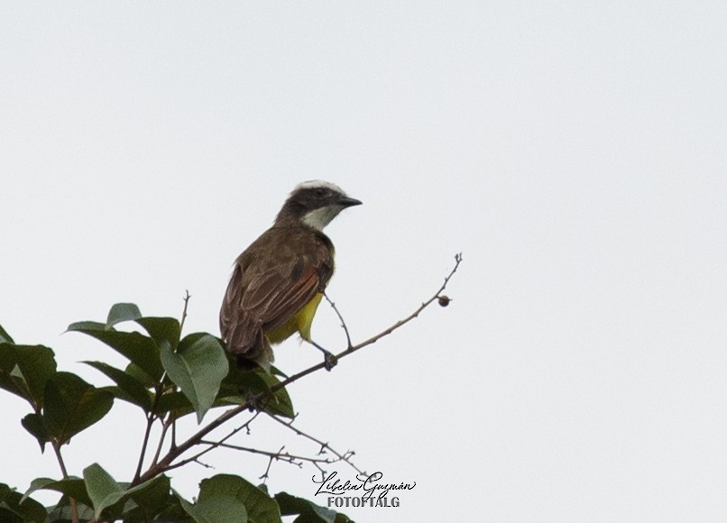 Rusty-margined/Social Flycatcher - ML546351771