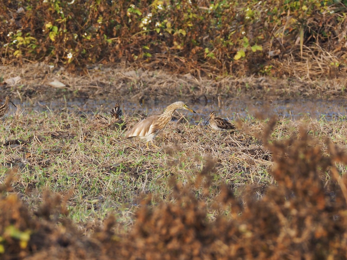 Chinese Pond-Heron - ML546351921