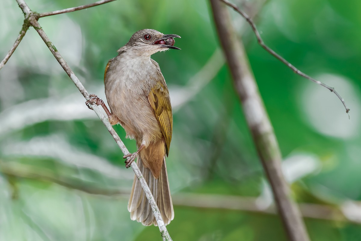 Olive-winged Bulbul - Natthaphat Chotjuckdikul