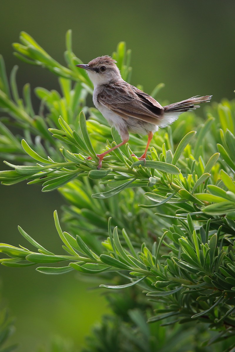 Madagascar Cisticola - ML546353221