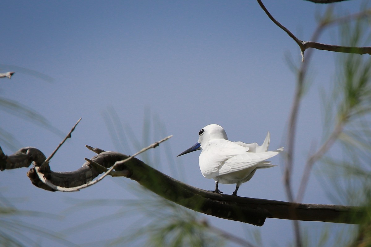 White Tern - ML546353271