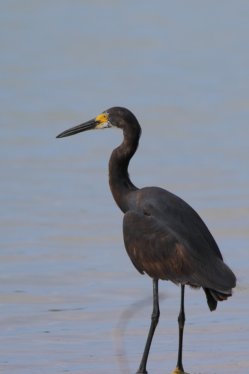 Little Egret (Dimorphic) - ML546353411