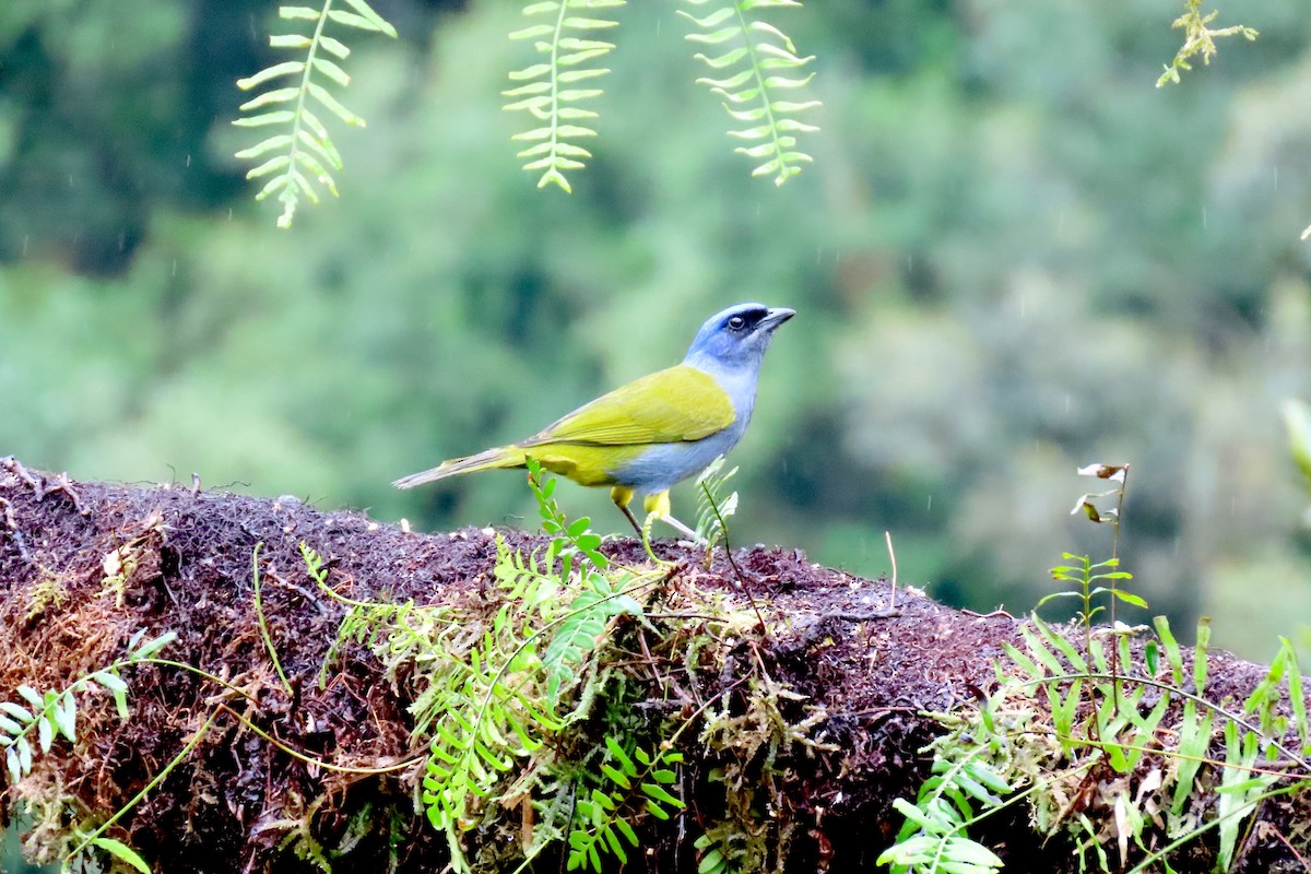 Blue-capped Tanager - ML546354071
