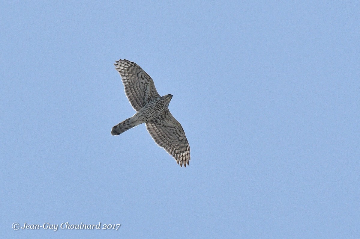 Cooper's Hawk - ML54635411