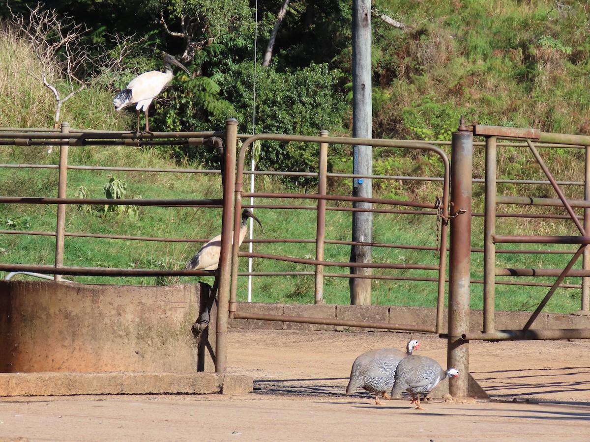 Ibis Moluqueño - ML546354541