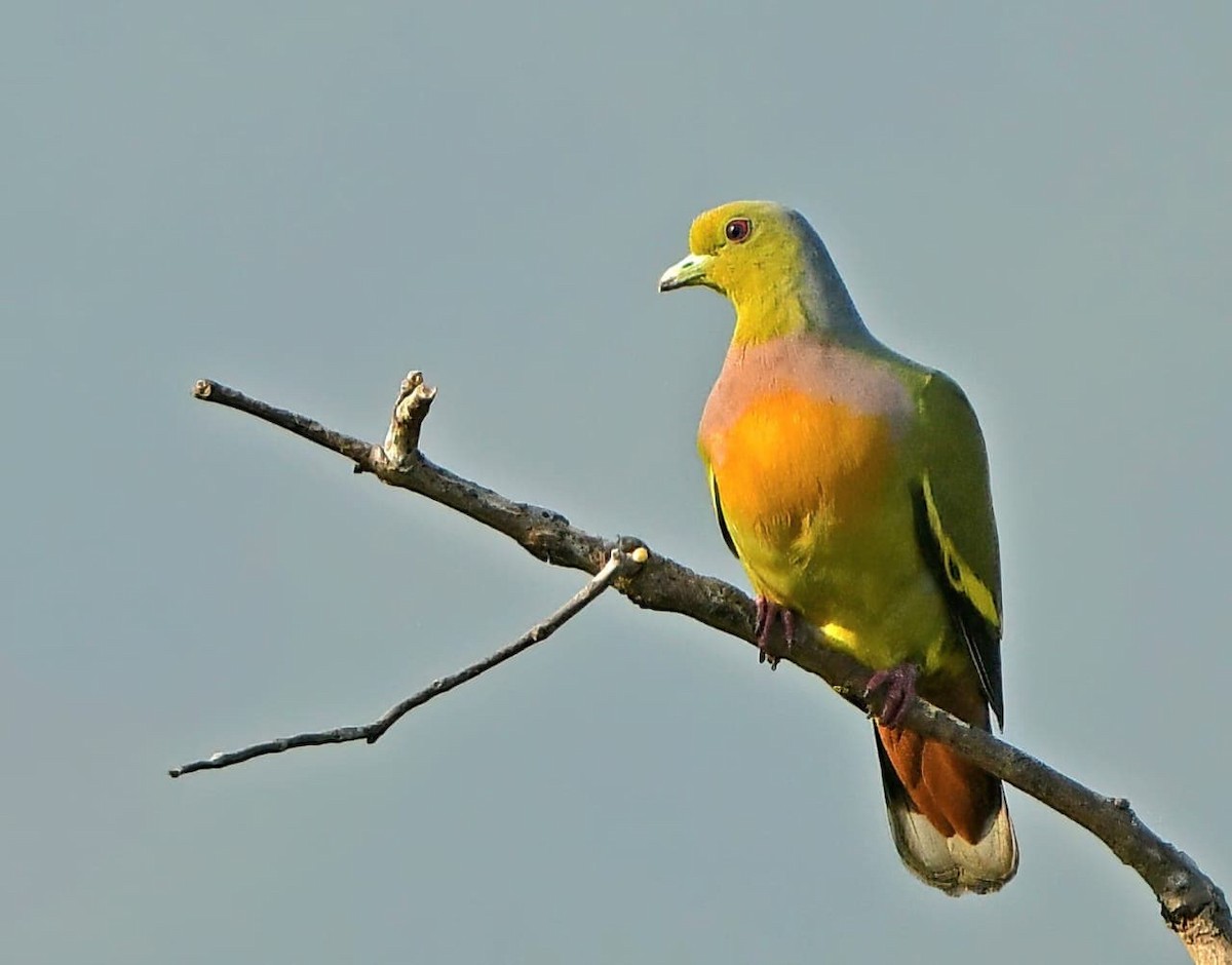 Orange-breasted Green-Pigeon - ML546355371