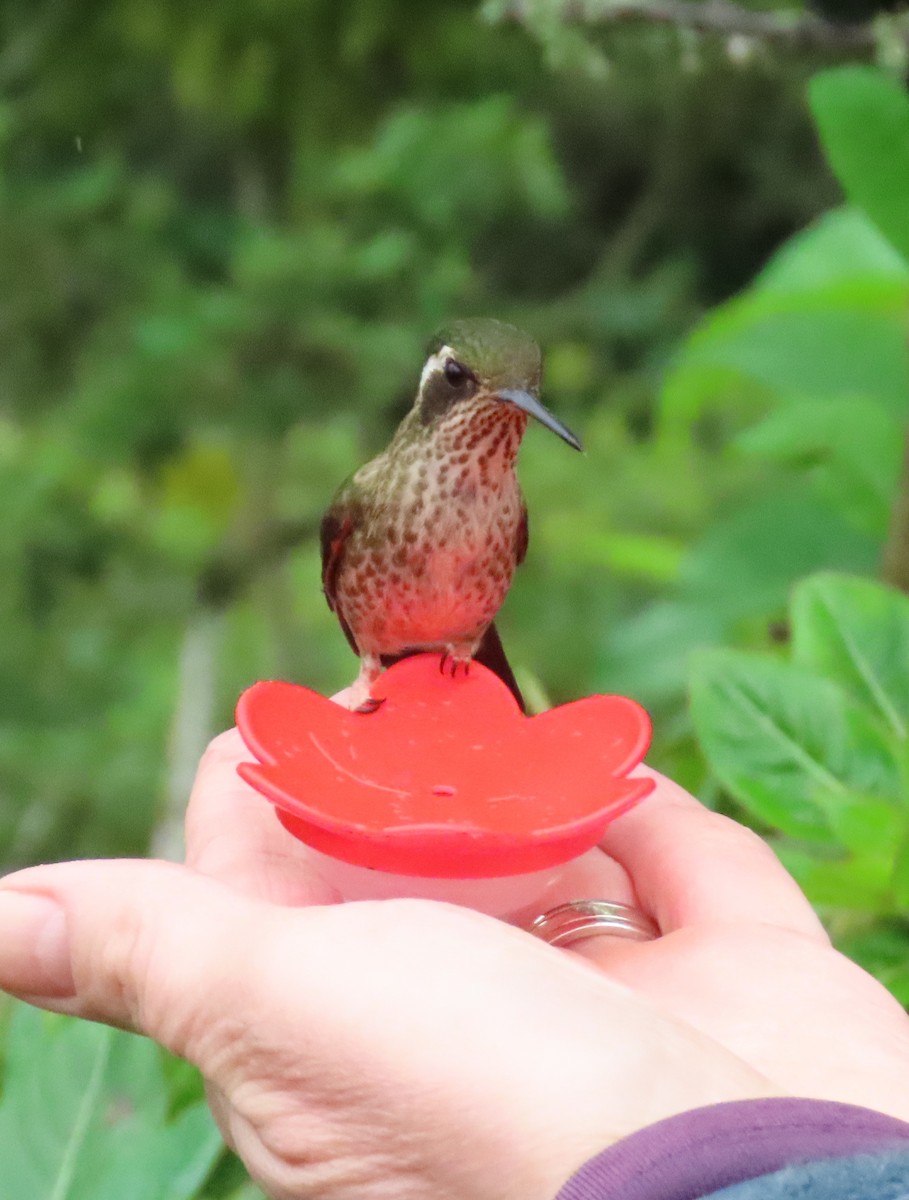 Speckled Hummingbird - ML546355411