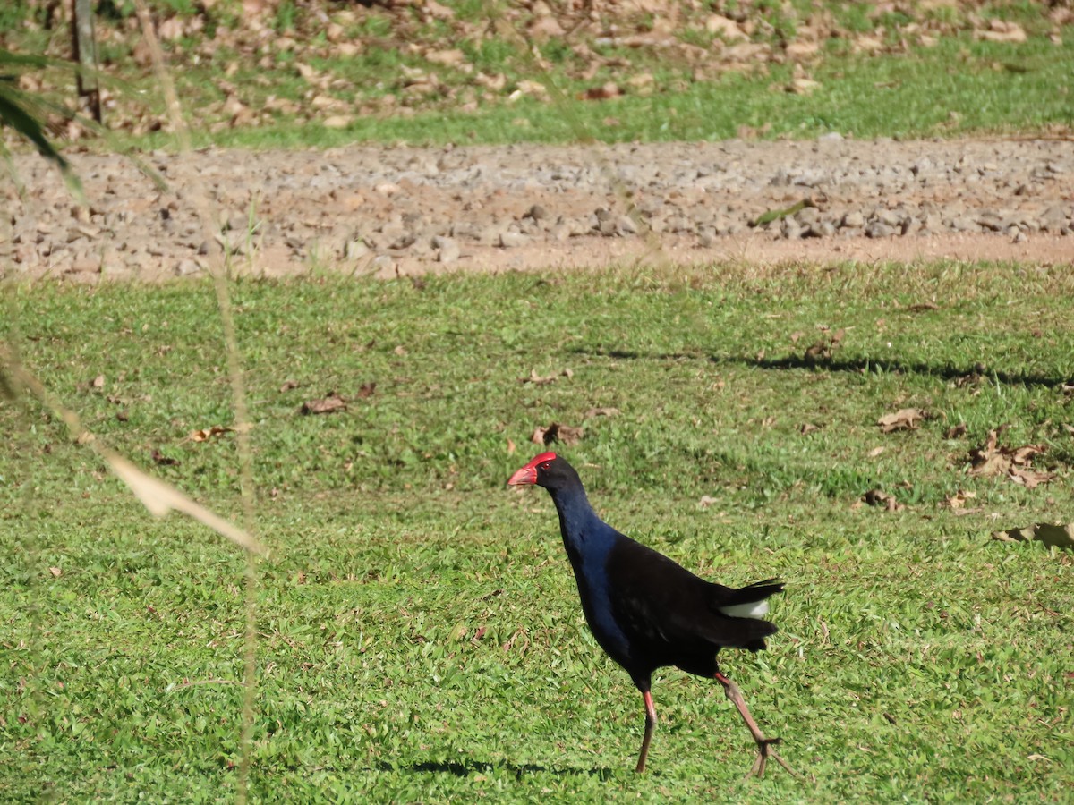 Australasian Swamphen - ML546355421