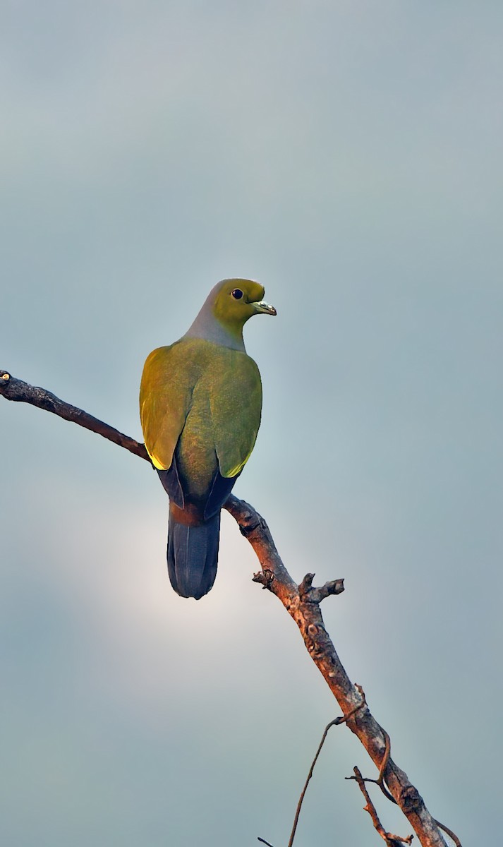 Orange-breasted Green-Pigeon - Prashanth Mohan B H