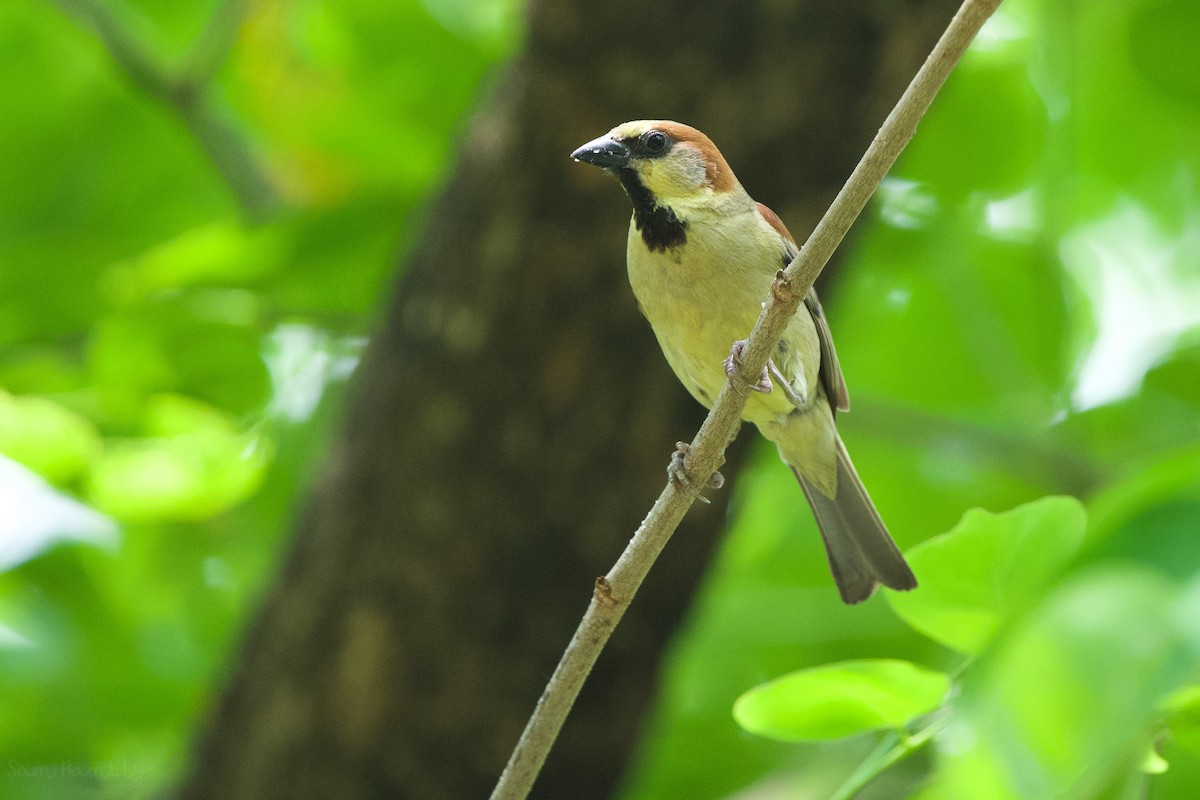Plain-backed Sparrow - ML546356451