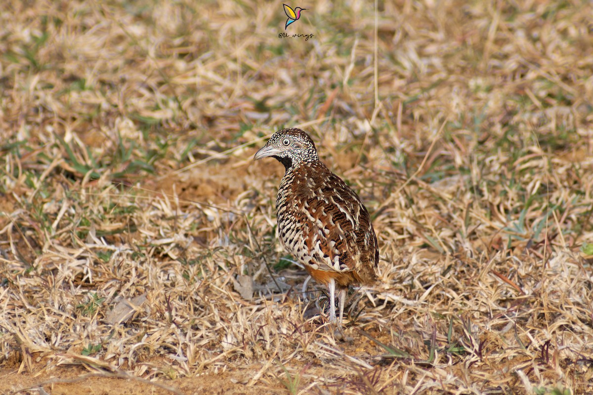 Barred Buttonquail - ML546357581