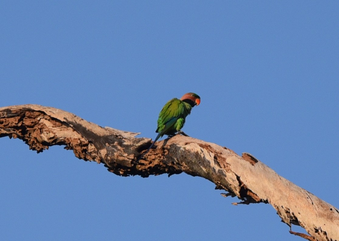 Uzun Kuyruklu Yeşil Papağan - ML546358551