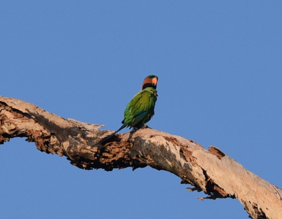 Uzun Kuyruklu Yeşil Papağan - ML546358561