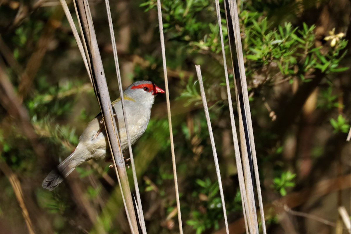 Red-browed Firetail - ML546358651