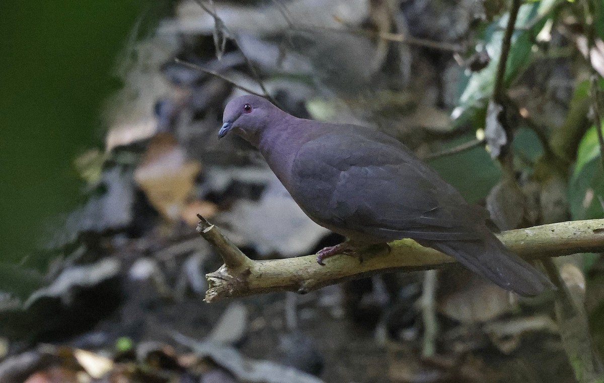 Short-billed Pigeon - Paul Chapman