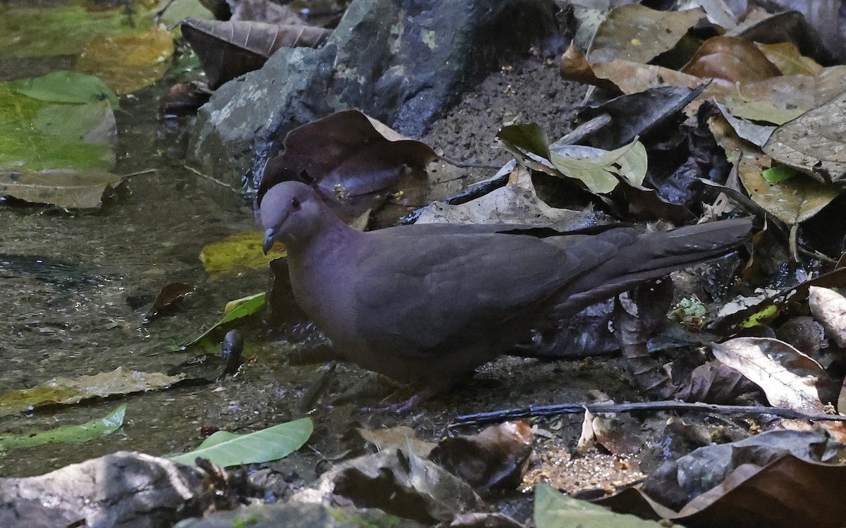 Pigeon à bec noir - ML546359001