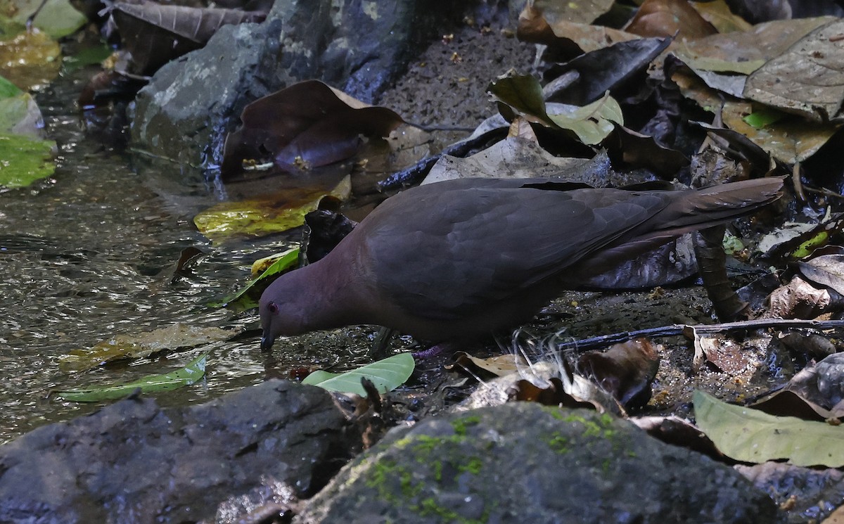 Short-billed Pigeon - ML546359131