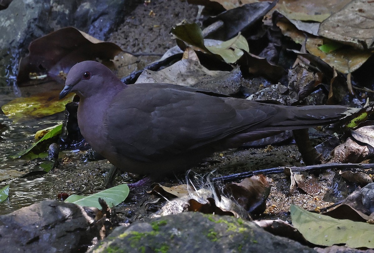 Pigeon à bec noir - ML546359201