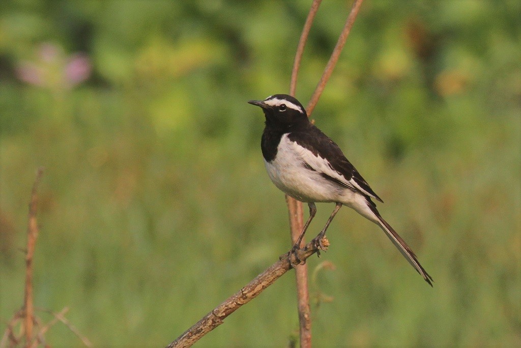 White-browed Wagtail - Elena Kreuzberg