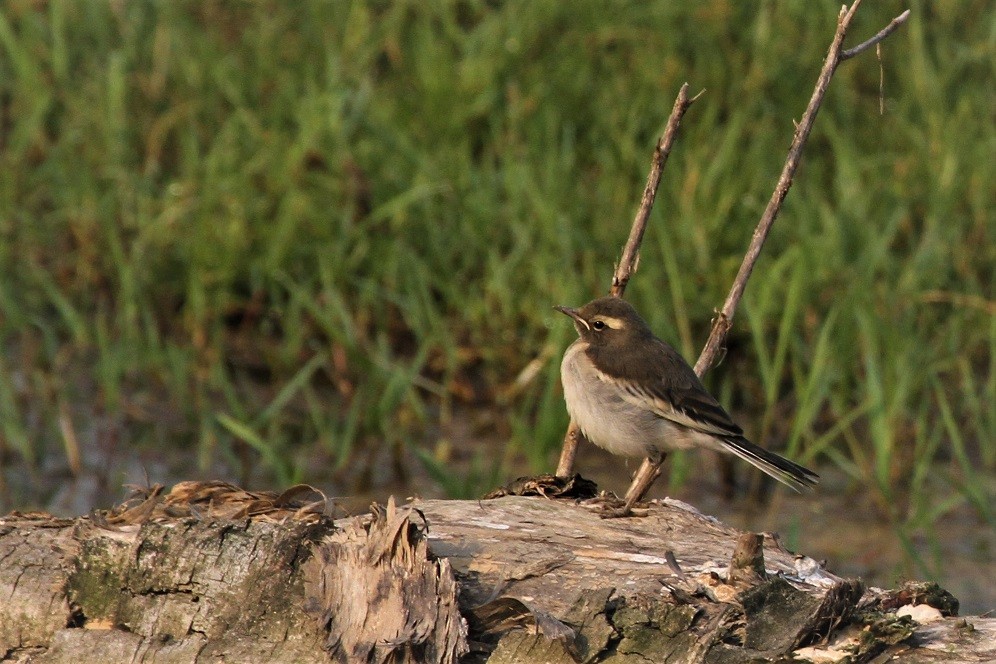 White-browed Wagtail - ML54635951