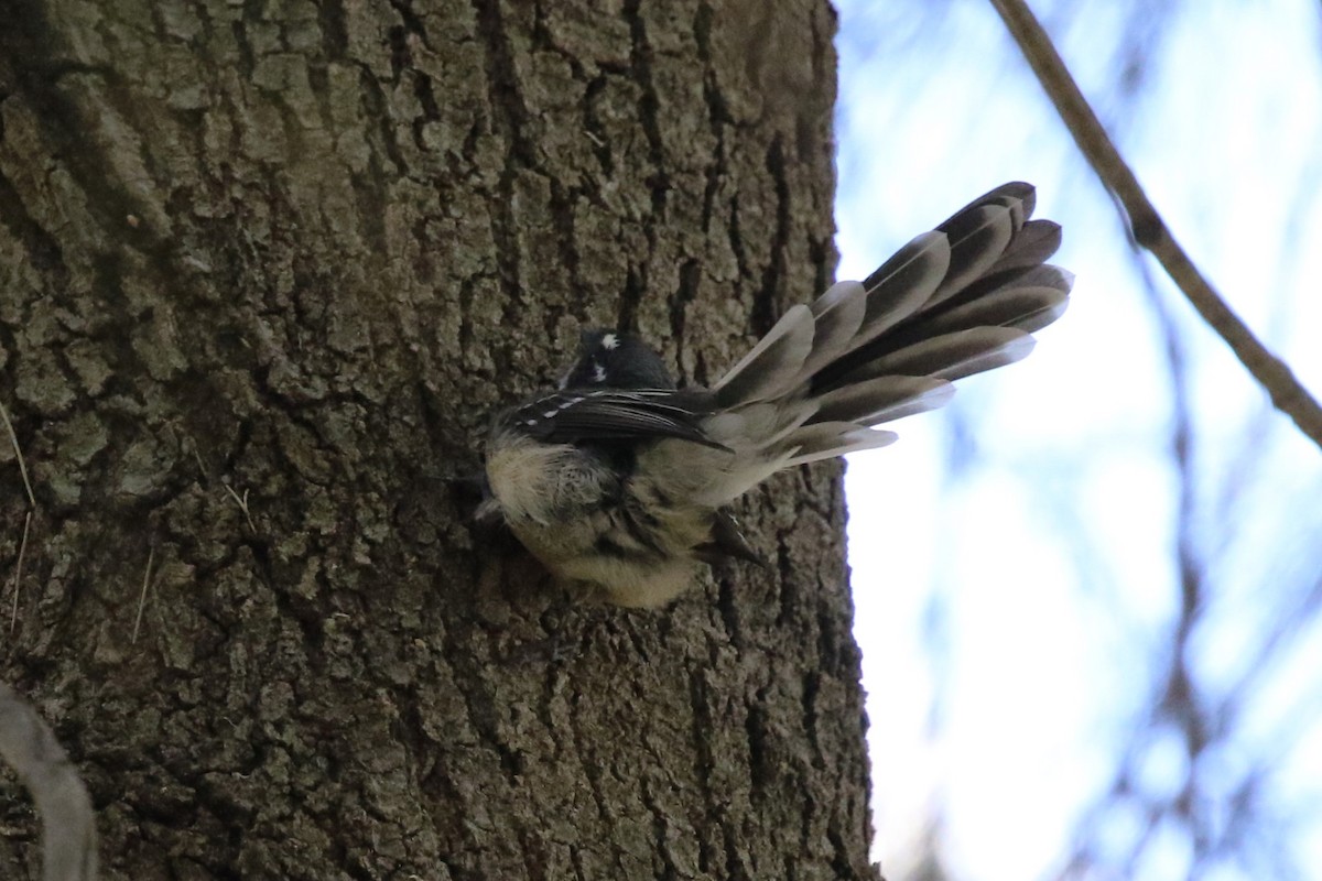 Gray Fantail - ML546360201