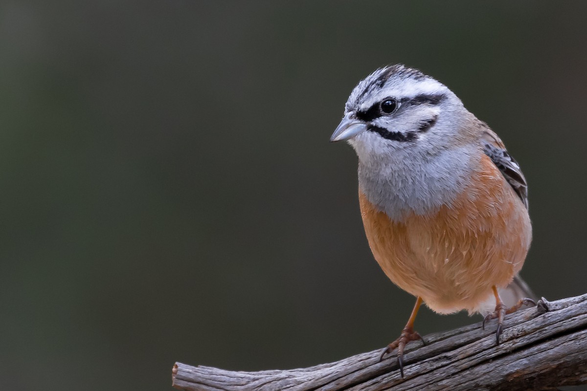 Rock Bunting - Miguel Ángel  Berbegal Vázquez