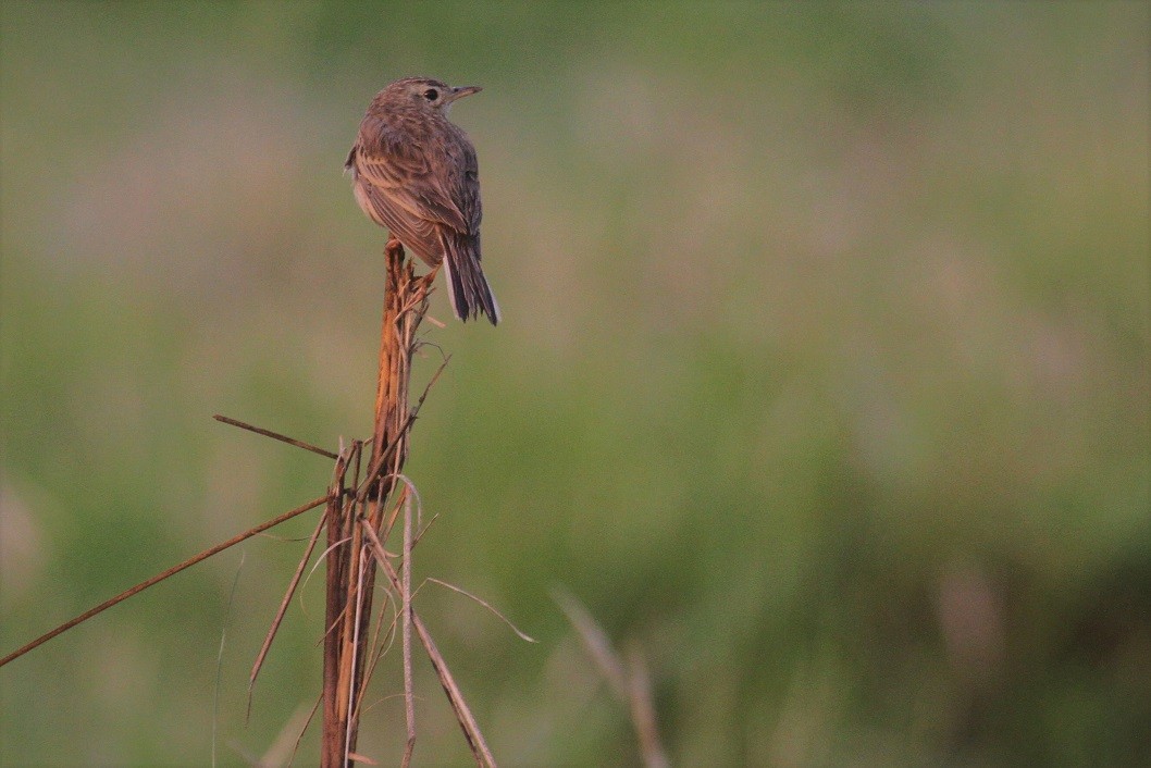 Paddyfield Pipit - Elena Kreuzberg