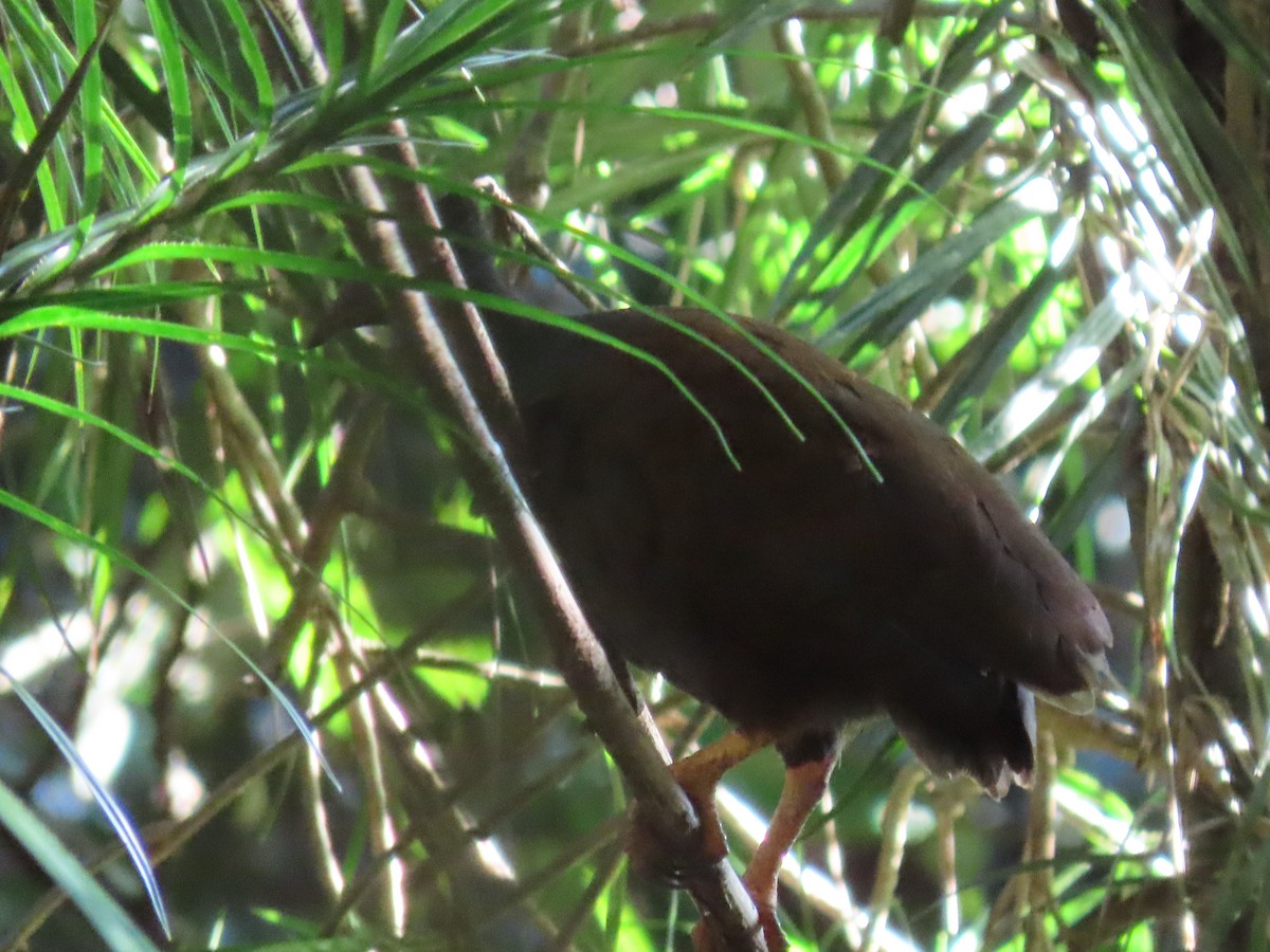 Orange-footed Megapode - Rolo Rodsey
