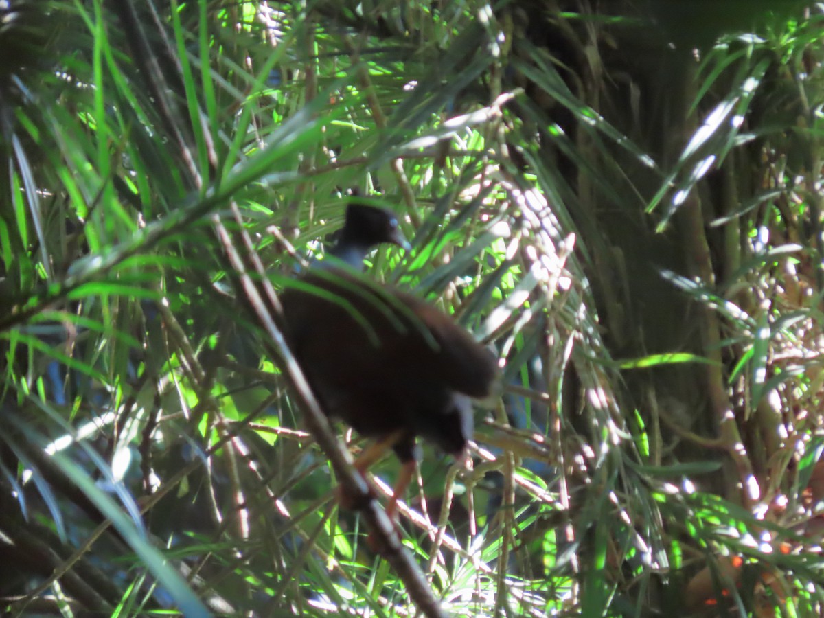 Orange-footed Megapode - ML546362251