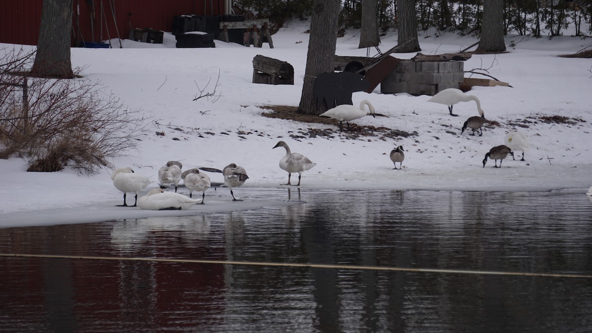 Trumpeter/Tundra Swan - ML546362581