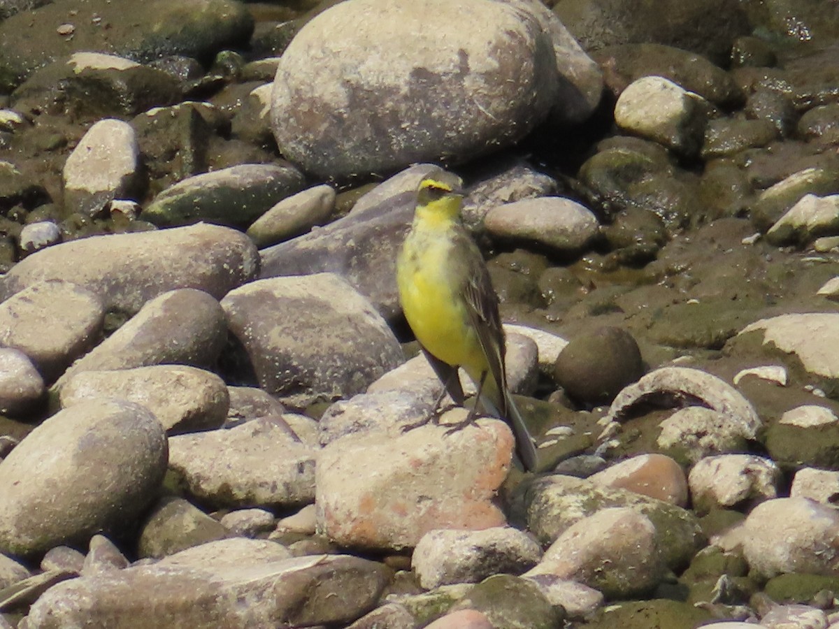 Eastern Yellow Wagtail (Green-headed) - ML546363131