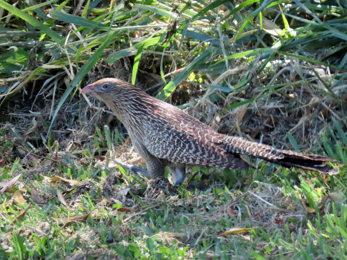 Pheasant Coucal - ML546363151