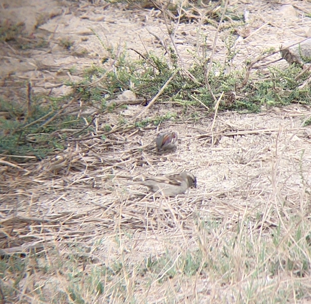 Sind Sparrow - ML546363181