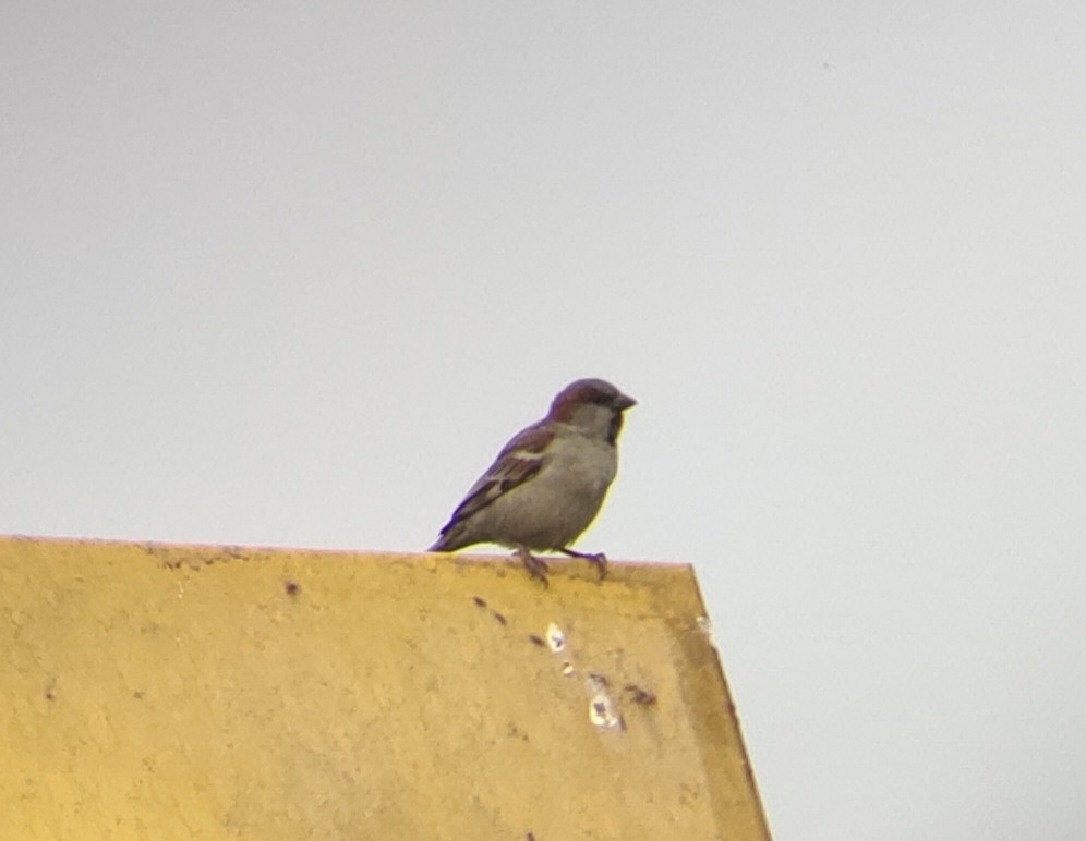 Sind Sparrow - ML546363371